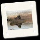 frog2_640.jpg